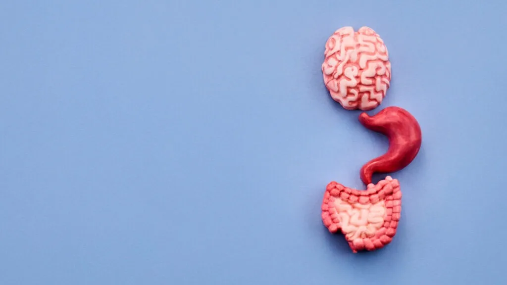 Bloating After Meals? How Gut Dysbiosis Triggers Excessive Fermentation