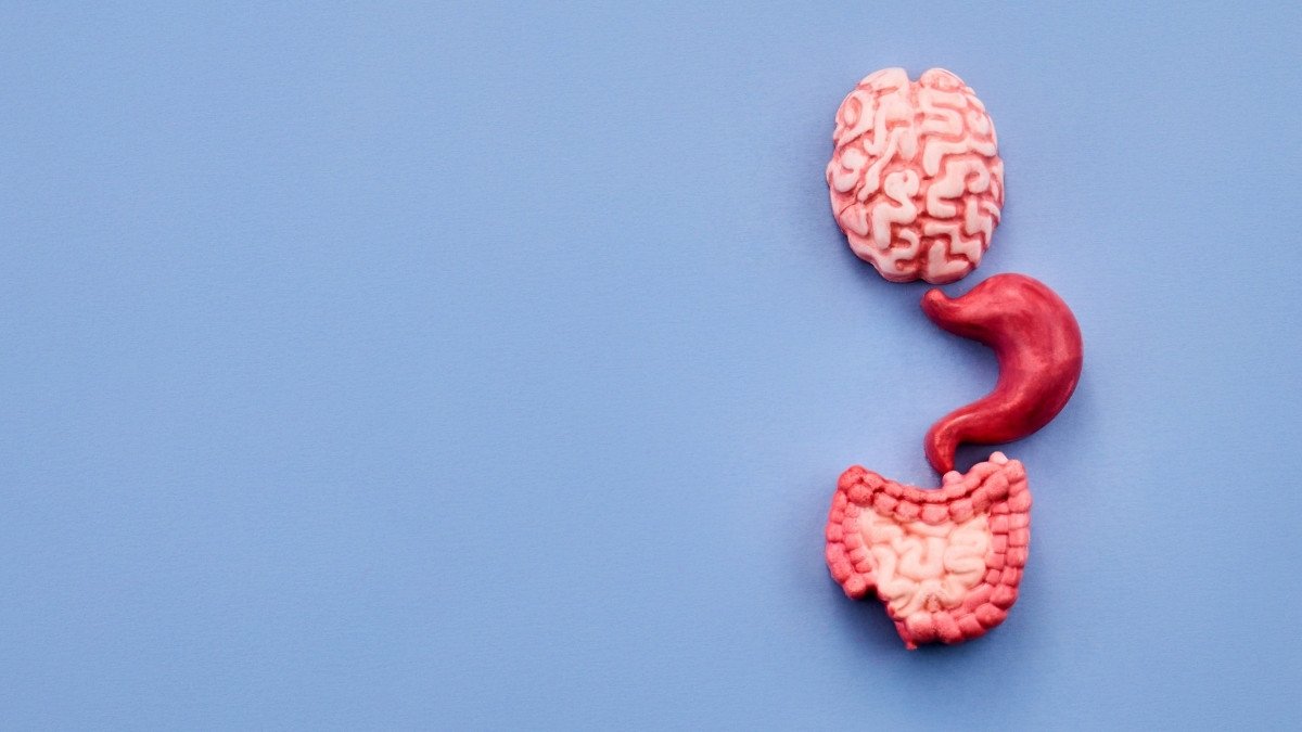 Bloating After Meals? How Gut Dysbiosis Triggers Excessive Fermentation